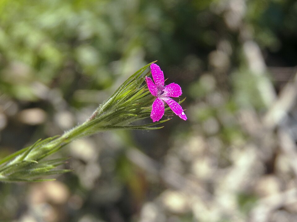 Deptford Pink (Dianthus armeria)