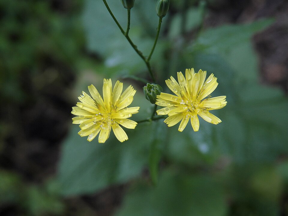 Nipplewort (Lapsana communis)