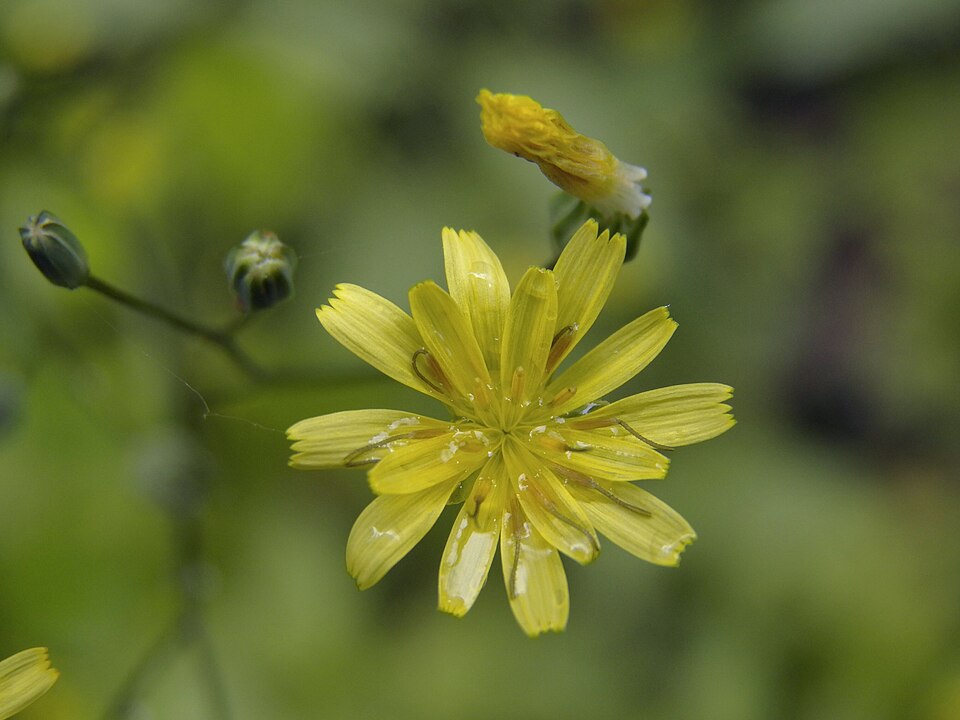 Nipplewort (Lapsana communis)