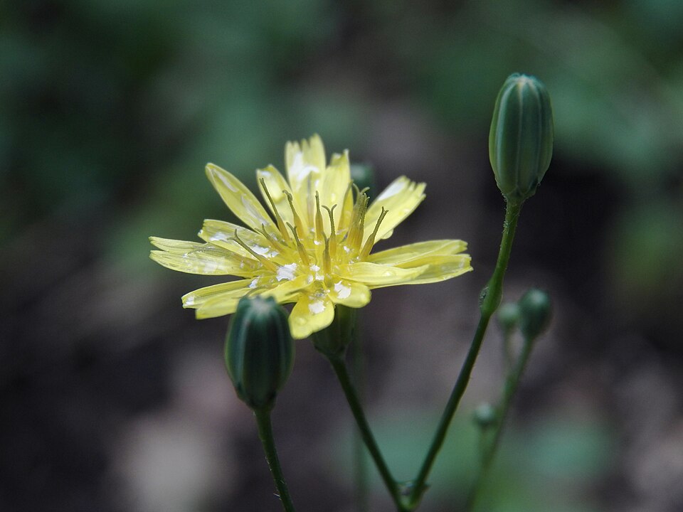 Nipplewort (Lapsana communis)