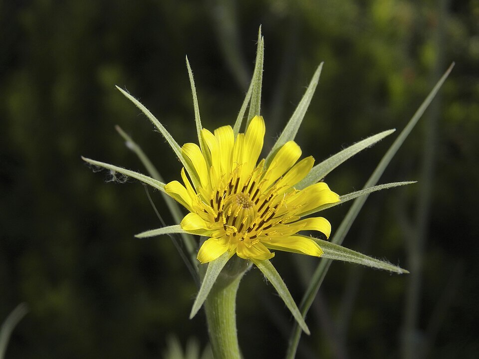 Salsify (Tragopogon dubius)