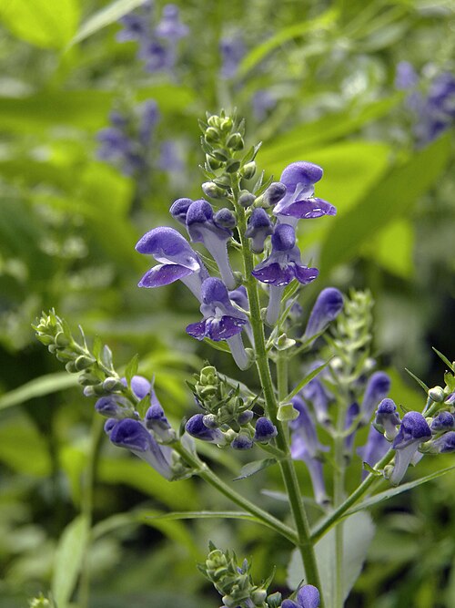 Downy Skullcap (Scutellaria incana)