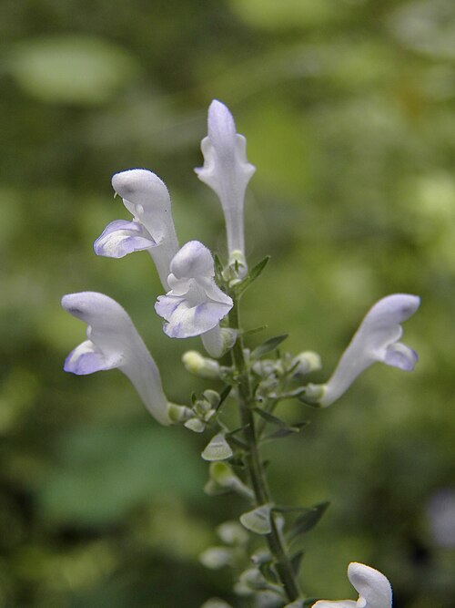 Downy Skullcap (Scutellaria incana)