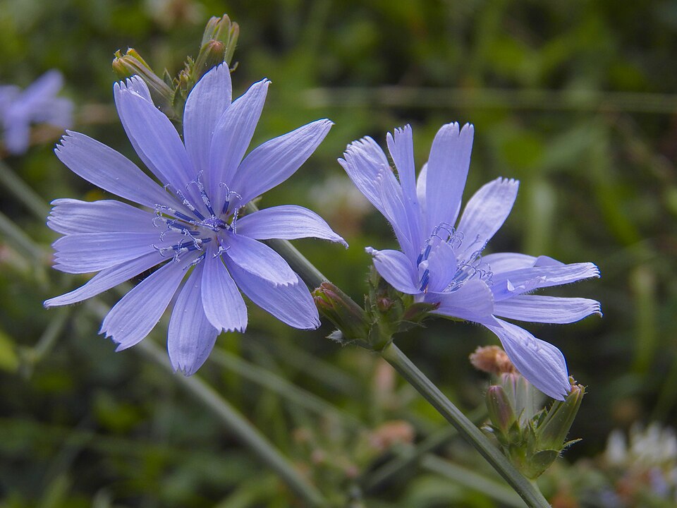 Chicory (Cichorium intybus)