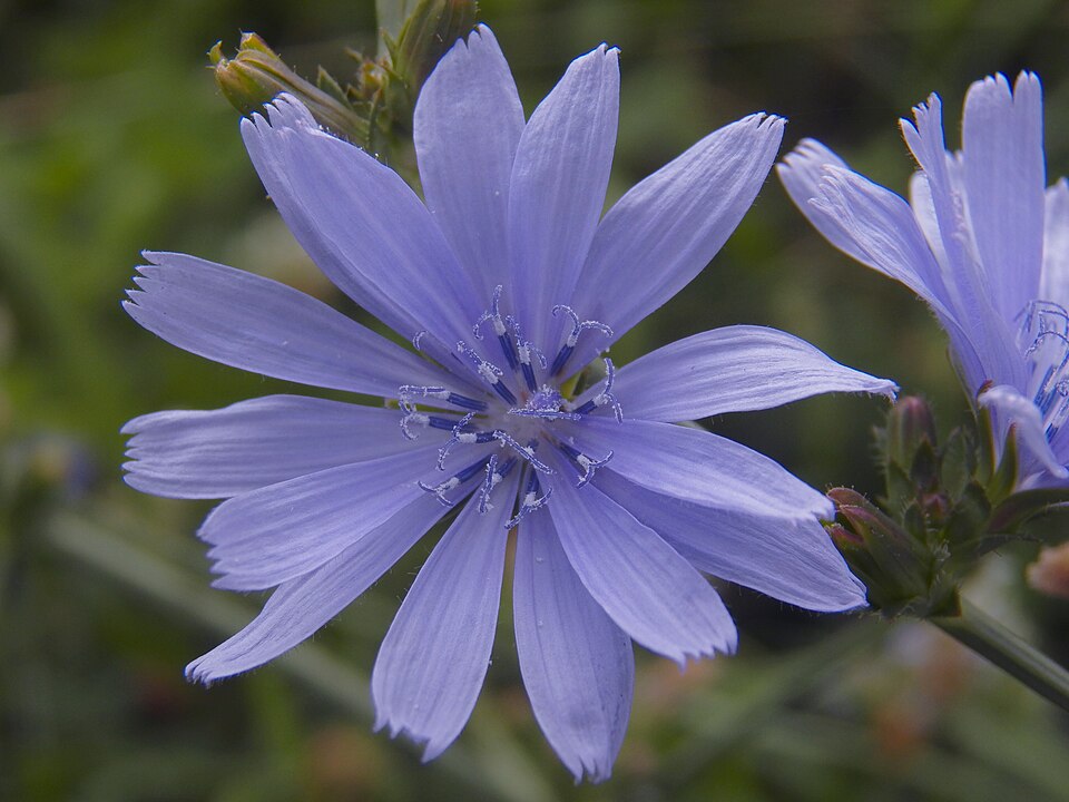 Chicory (Cichorium intybus)