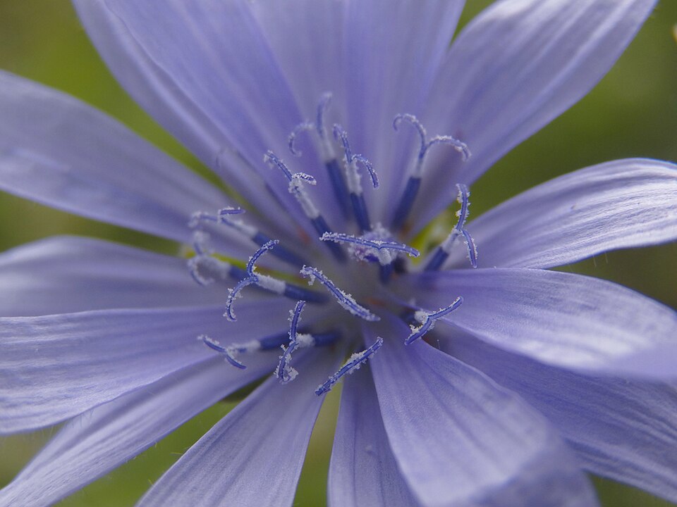 Chicory (Cichorium intybus)