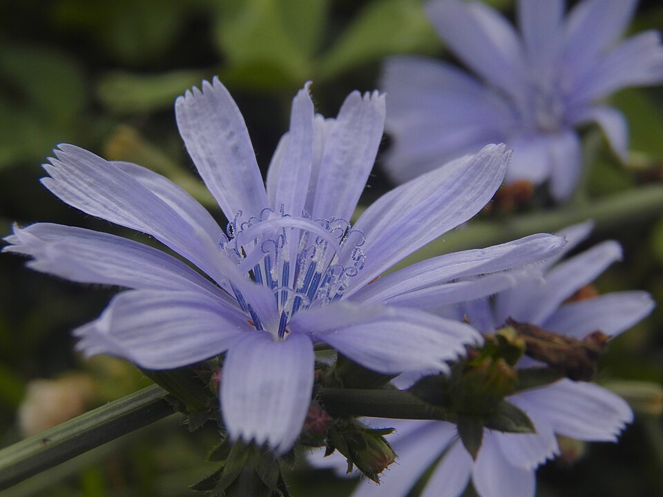Chicory (Cichorium intybus)