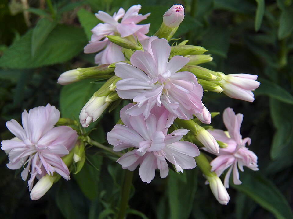 Double form of Bouncing Bet (Saponaria officinalis)