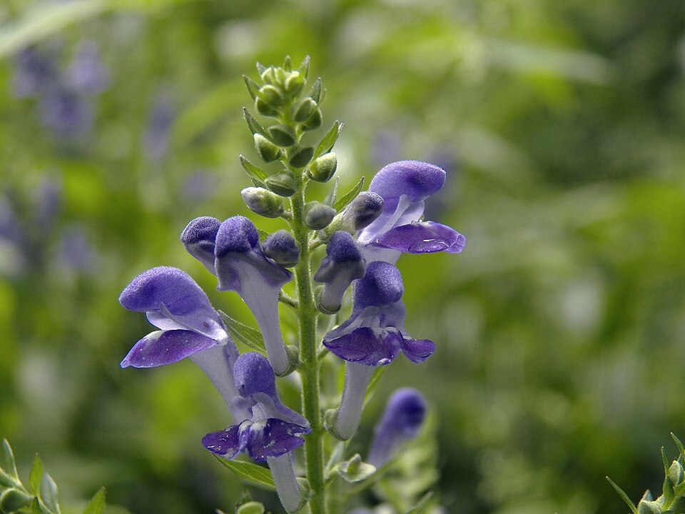 Downy Skullcap (Scutellaria incana)