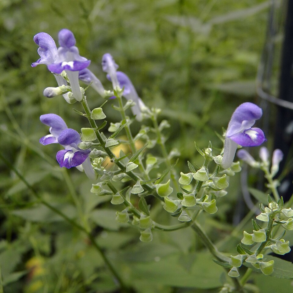 Downy Skullcap (Scutellaria incana)