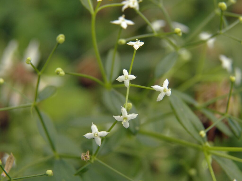 Hedge Bedstraw (Galium mollugo)