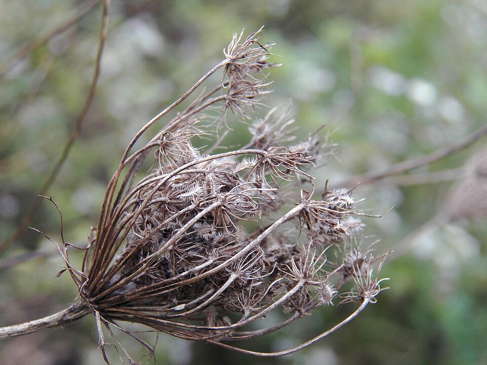 Queen Anne’s Lace (Daucus carota) gone to seed